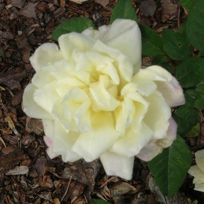 Duchesse de Brabant